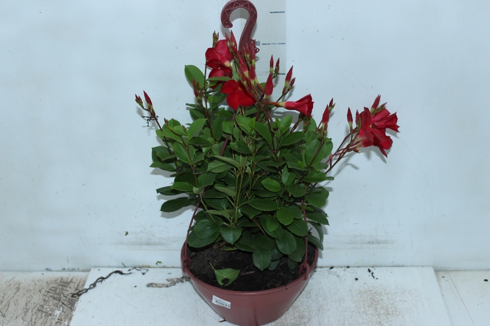 <h4>DIPLADENIA PICOLI C21 VARIADO</h4>