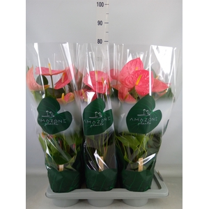Anthurium andr. 'Colorado'