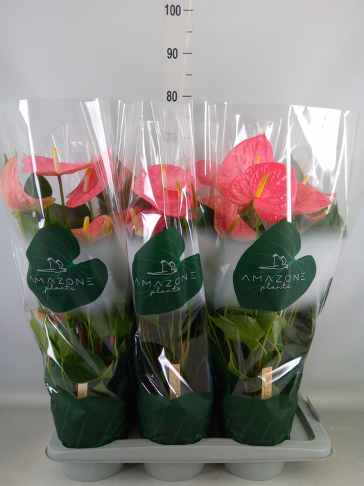 <h4>Anthurium andr. 'Colorado'</h4>