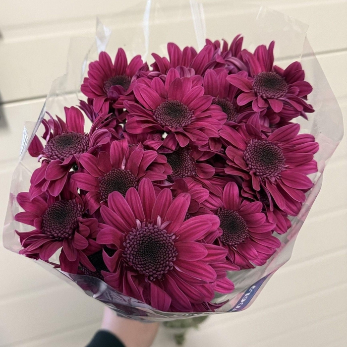 <h4>CHR T STRESA PURPLE</h4>