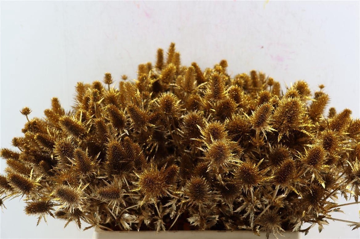 <h4>Eryn Kbh Gl Antique Gold Stem</h4>