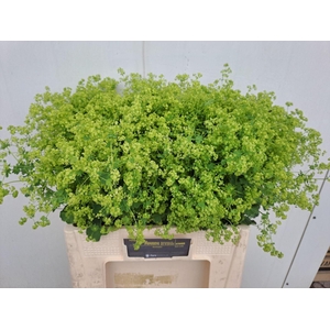 ALCHEMILLA MOLLIS 'ROBUSTICA'