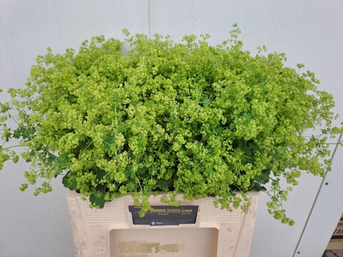 <h4>ALCHEMILLA MOLLIS 'ROBUSTICA'</h4>