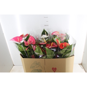 ANTHURIUM VARIADO P17