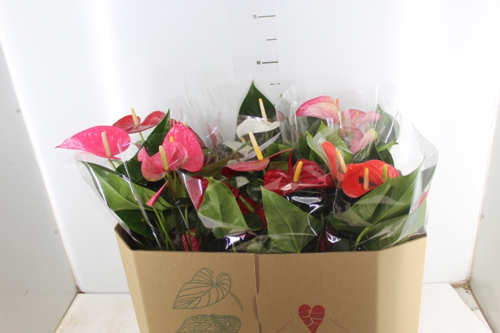 ANTHURIUM VARIADO P17