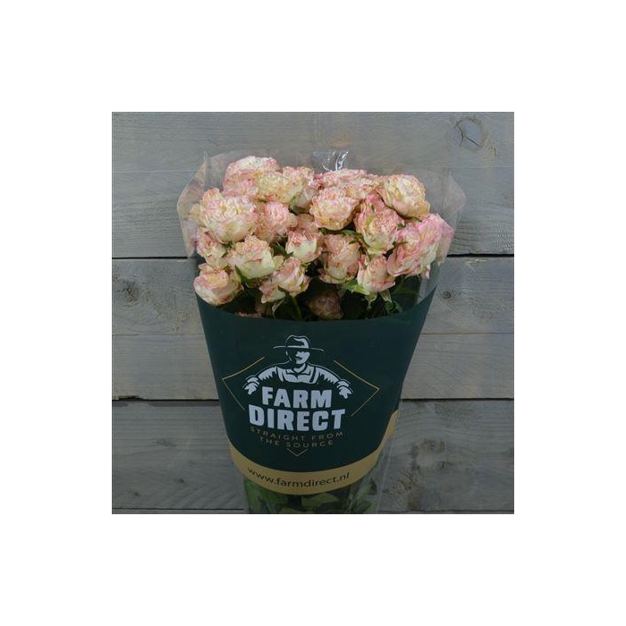 <h4>R Tr Charming Flow</h4>