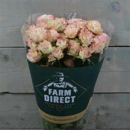 <h4>R Tr Charming Flow</h4>