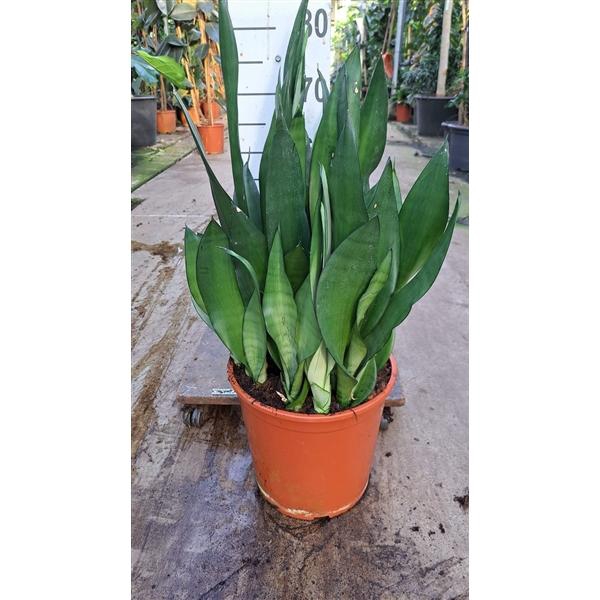 <h4>Sansevieria Moonshine 70</h4>
