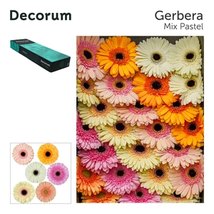 Gerbera Mix Pastel Doos