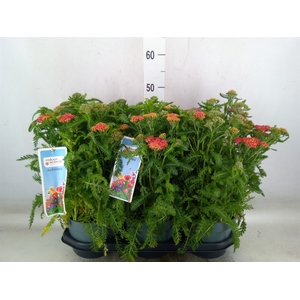 Achillea millef.