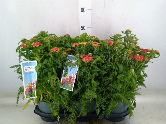 <h4>Achillea millef.</h4>