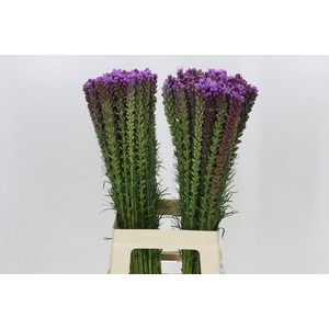 Liatris Spicata