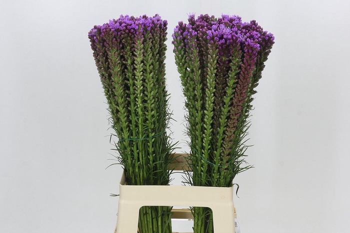 <h4>Liatris Spicata</h4>