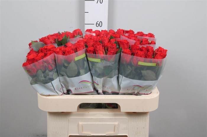 <h4>R Gr Bright Torch</h4>