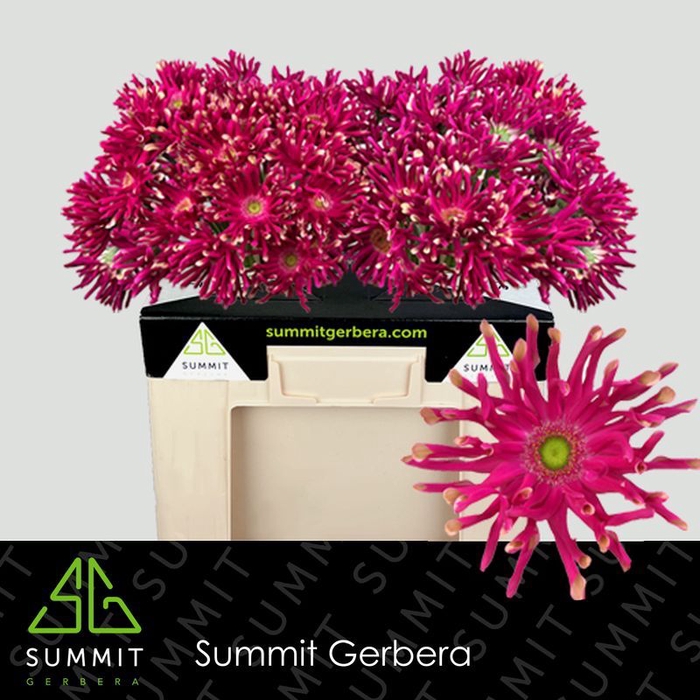 Gerbera Pastini Puglia Water