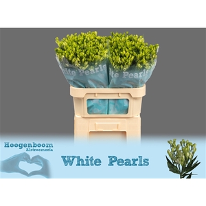 Alstroemeria White Pearls 90 gram