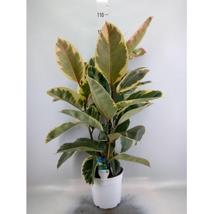 Ficus   ...