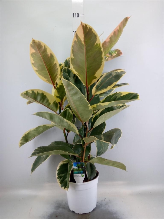 <h4>Ficus   ...</h4>
