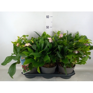 Helleborus  'Viv Batista'