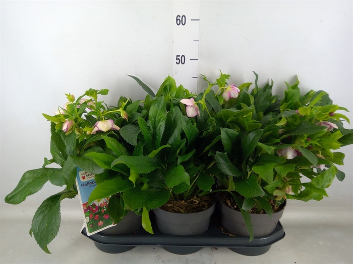<h4>Helleborus  'Viv Batista'</h4>