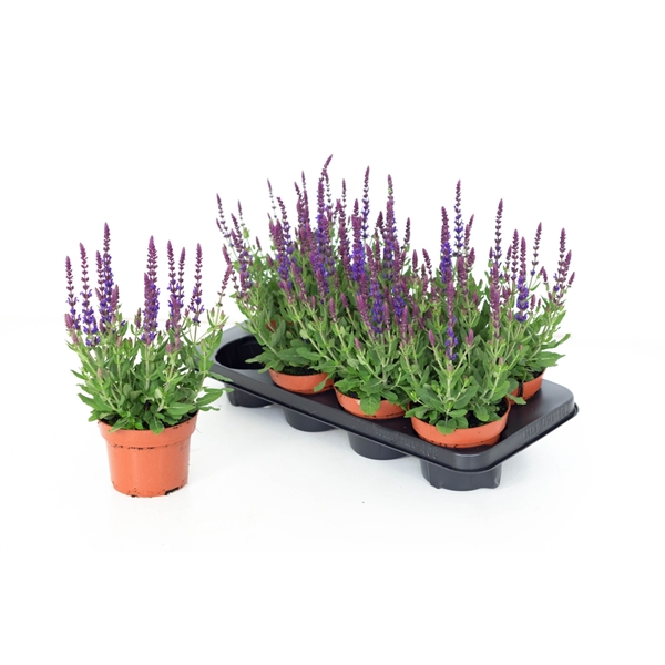 <h4>Salvia Nemorosa Sensation Compact Violet</h4>