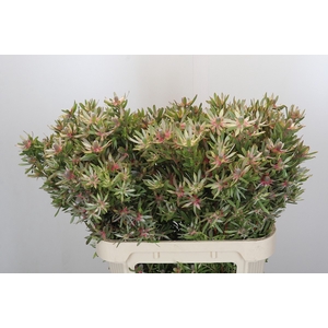 Leucadendron Ayoba Star Pearl