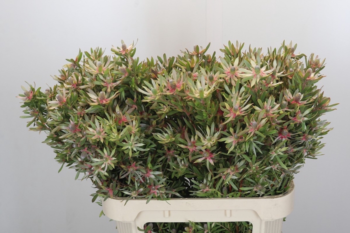 <h4>Leucadendron Ayoba Star Pearl</h4>