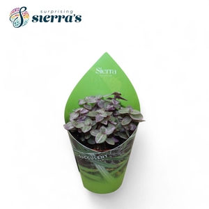 Tradescantia Fluminensis (Sierra) Sierra Coll. Potcover