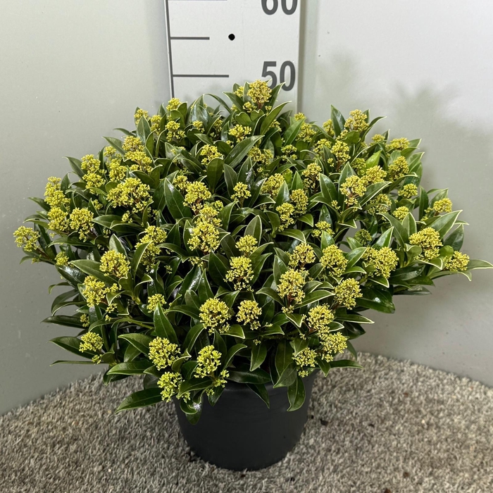<h4>Skimmia japonica Godrie's Dwarf Marlot P.27</h4>