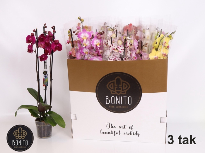 <h4>PHAL GEM 5 KL</h4>