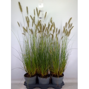 Pennisetum alopec. 'Hameln'