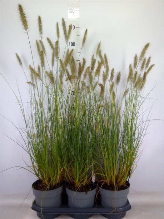 <h4>Pennisetum alopec. 'Hameln'</h4>