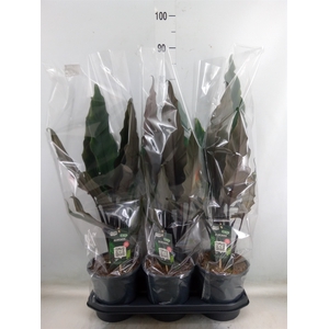Alocasia lauterbachiana
