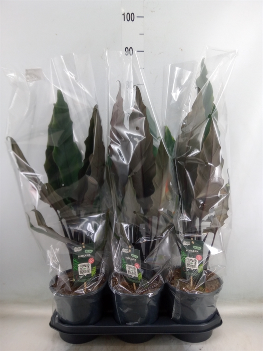 <h4>Alocasia lauterbachiana</h4>