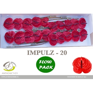 Anthurium Impulz