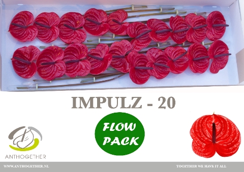 <h4>Anthurium Impulz</h4>