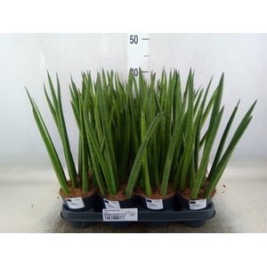 Sansevieria cyl.  ...