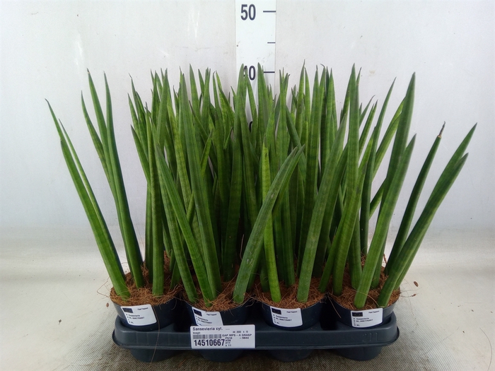 <h4>Sansevieria cyl.  ...</h4>