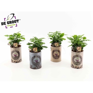 Coffea in koffievoorraadblik