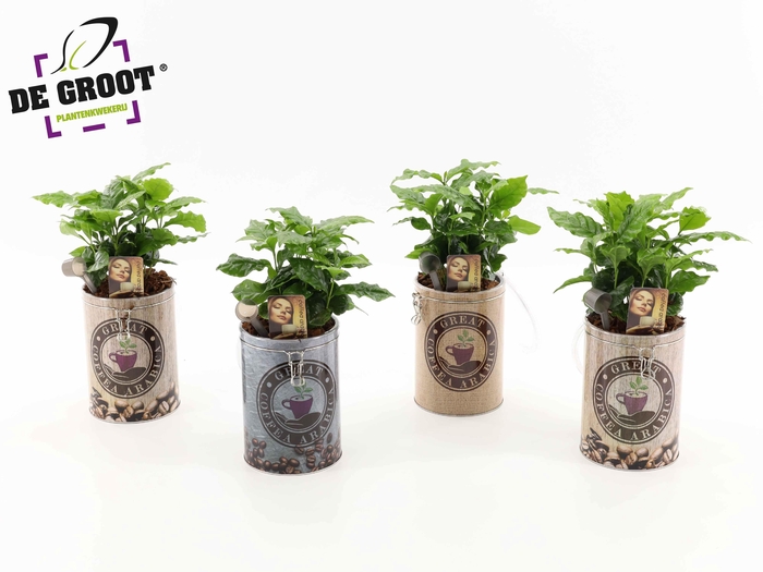 <h4>Coffea in koffievoorraadblik</h4>