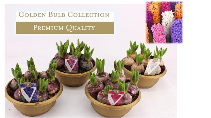 <h4>Hyacinthus orientalis gemengd schaal</h4>