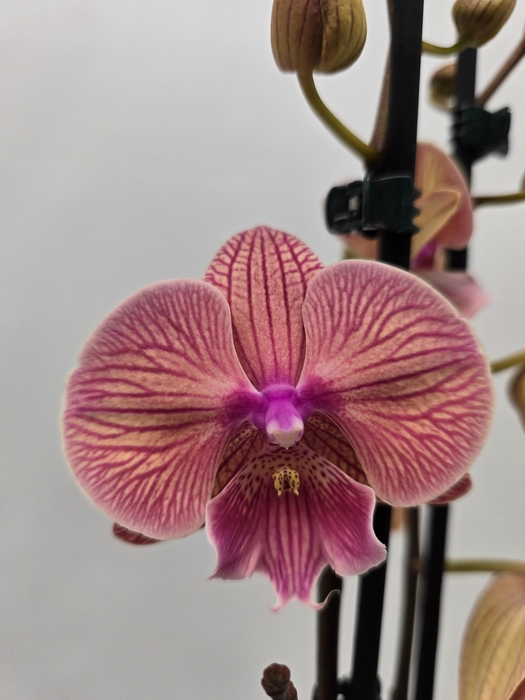 <h4>Limited 76 week 8</h4>