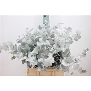 Euca Cinerea Klb. Wit X5 300 Gram