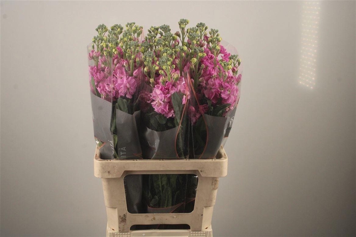 <h4>MATTH IRON PINK</h4>