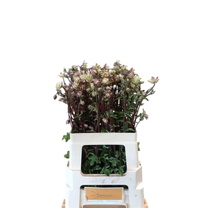 Aquilegia Nora Barlow