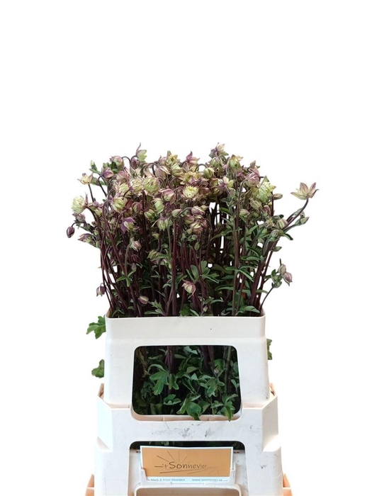 <h4>Aquilegia Nora Barlow</h4>