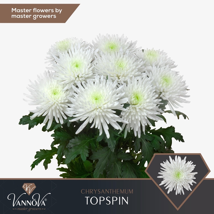 <h4>CHR G TOPSPIN@</h4>