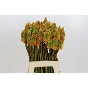 Kniphofia Eycone Peach
