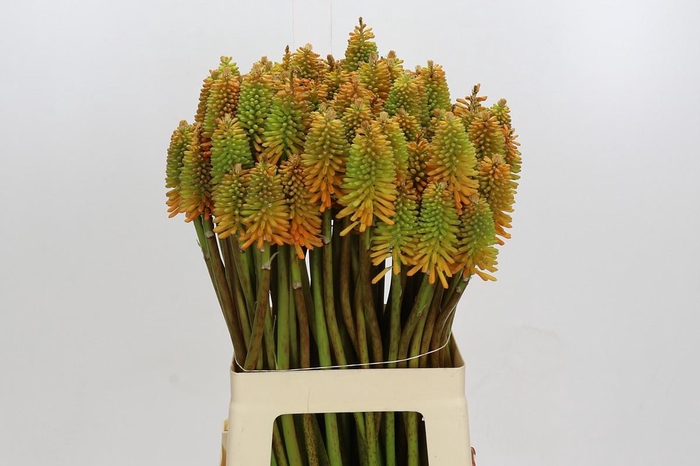 Kniphofia Eycone Peach