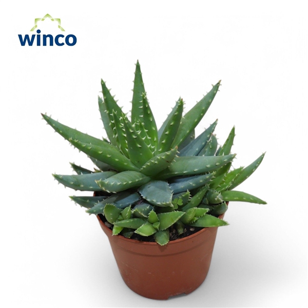 <h4>Aloe Brevifolia</h4>